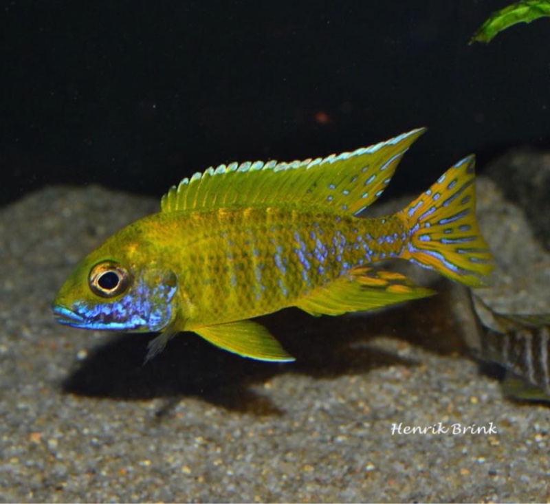 Aulonocara baenschi 'Nkhomo Reef'